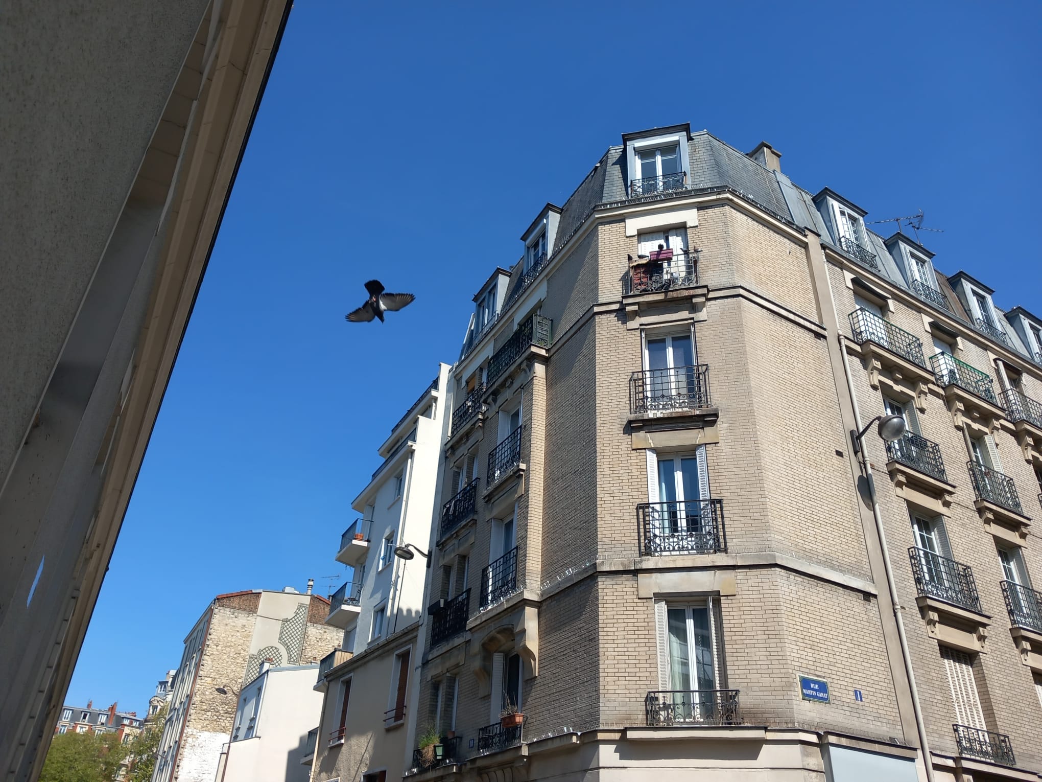 Rue de la Py : une pétition contre le nourrissage des pigeons
