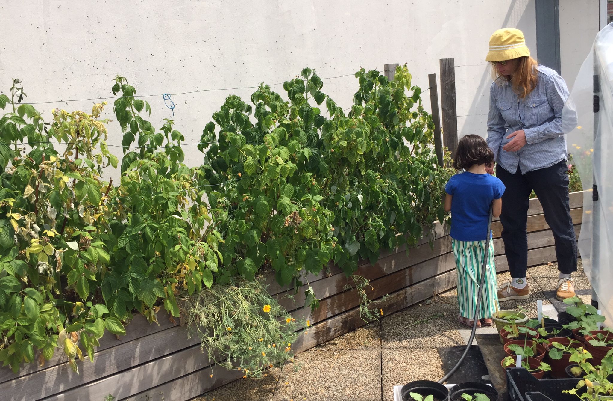 Veni Verdi, l’asso qui fait pousser des potagers sur les toits du 20e arrondissement