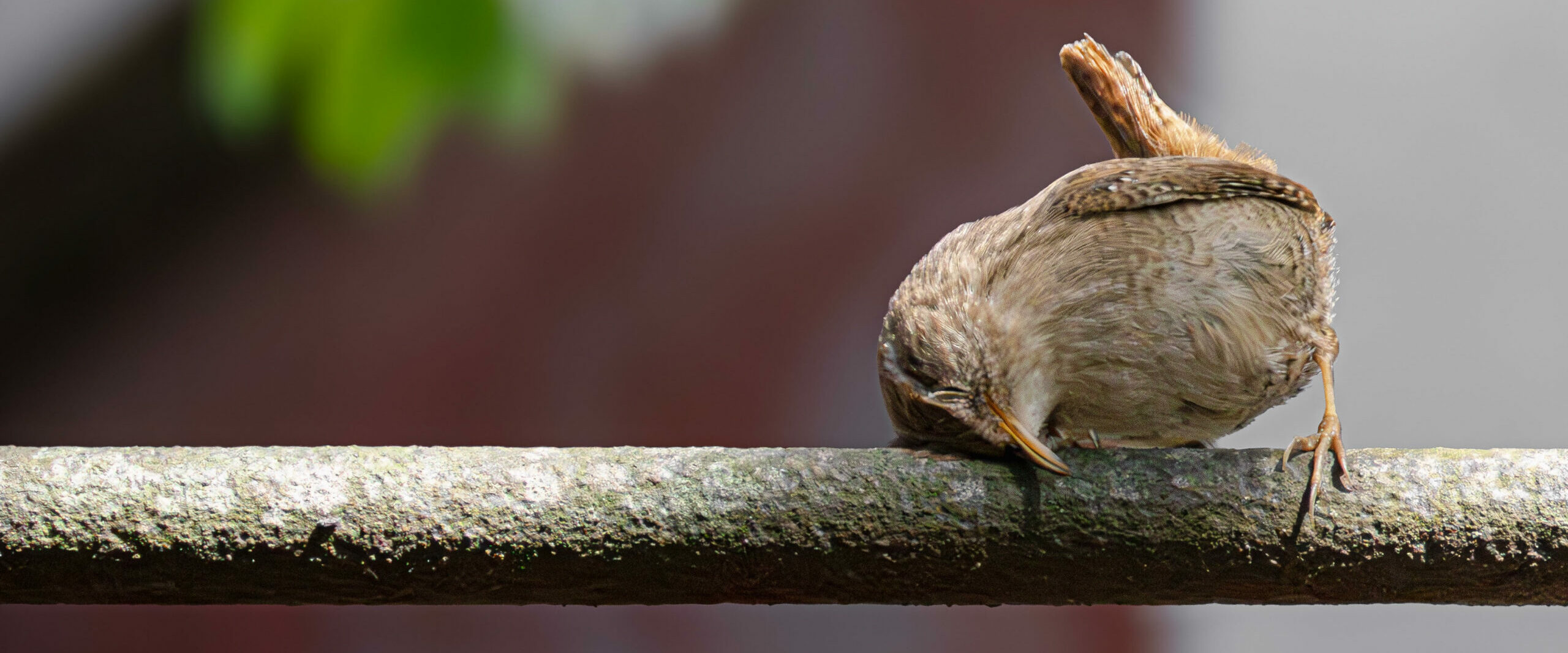 Cette photo prise au cimetière du Père-Lachaise remporte le concours « nature sauvage à Paris »