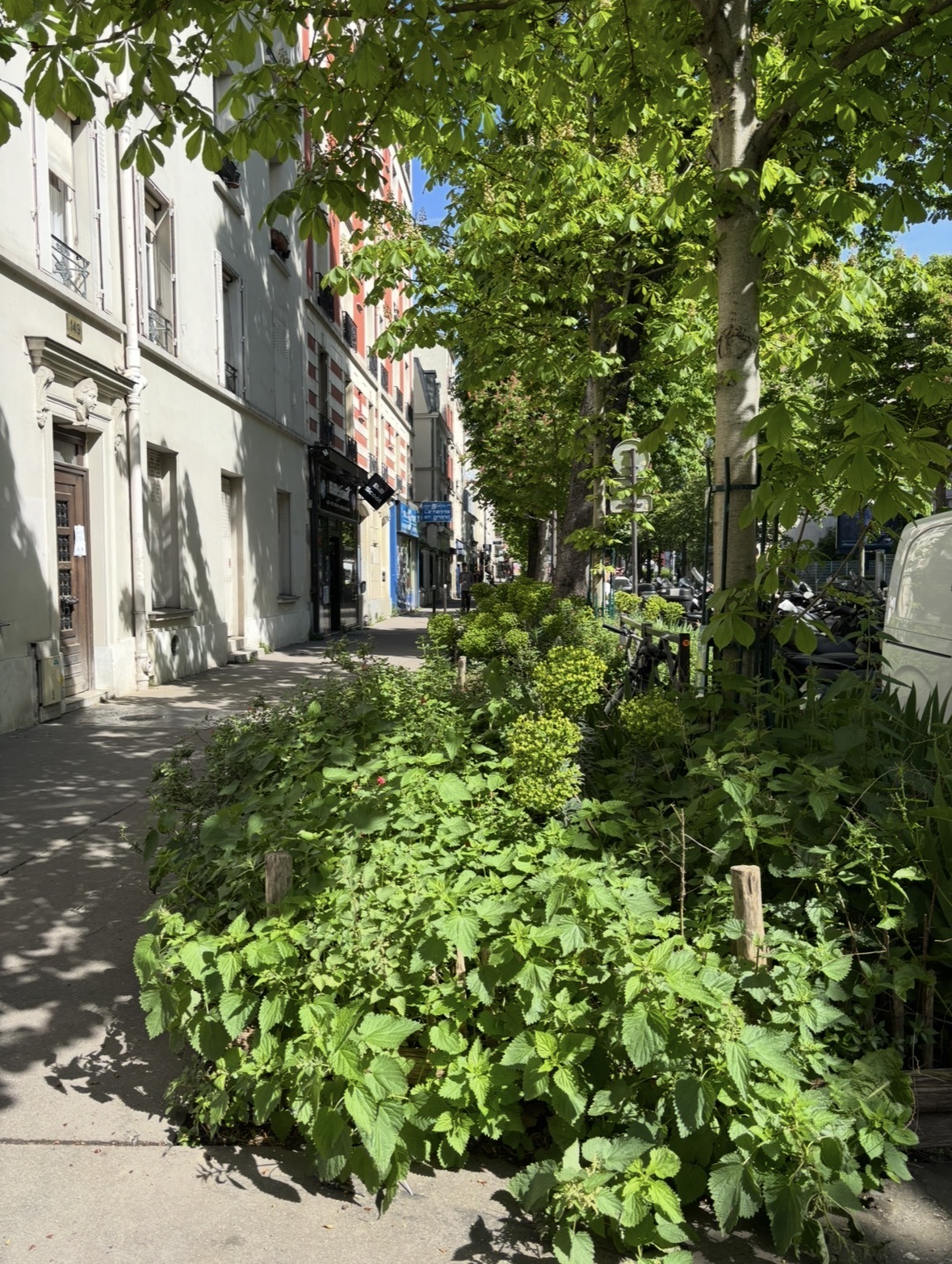 Quand la végétalisation passe aussi par les pieds d’arbres dans le 20e arrondissement de Paris